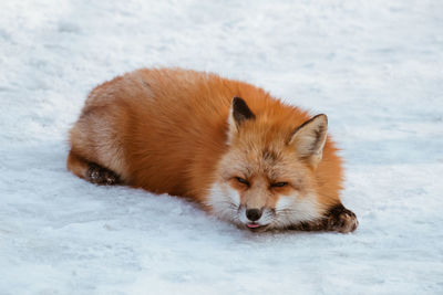 Cat lying on snow covered land