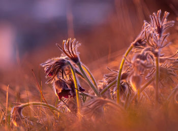 Close-up of dry plant on field