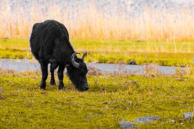 Black dog on a field