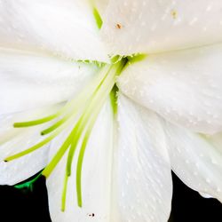 Macro shot of flower