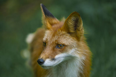 Close-up of a rabbit looking away