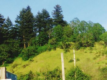 Scenic view of trees growing on field against sky