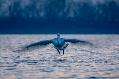 Bird flying over sea