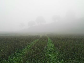 Scenic view of field against sky during foggy weather