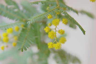 Close-up of insect on yellow flower