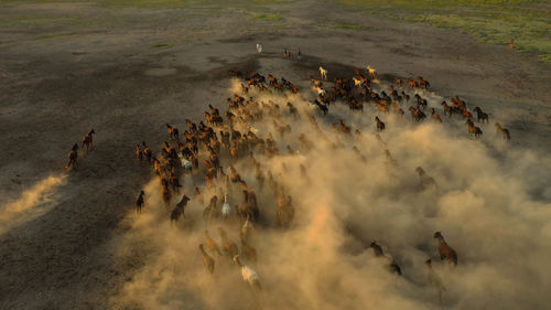 High angle view of crowd on field