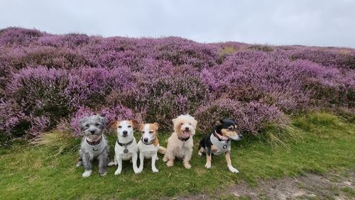 View of a dog on field