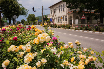 View of flowering plants by road in city