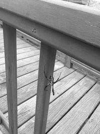 Close-up of insect perching on wood