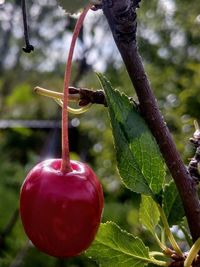 Close-up of strawberry growing on tree
