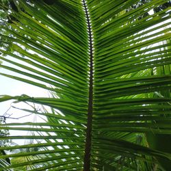 Low angle view of palm tree leaves