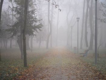 Trees in forest during winter