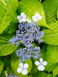 Close-up of purple flowers