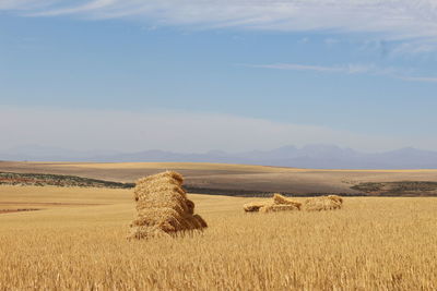 Scenic view of rural landscape