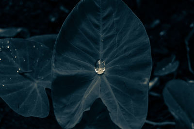 High angle view of wet leaf on plant