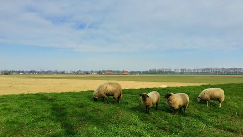 Sheep grazing on field against sky