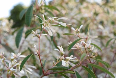 Close-up of white flowers