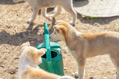 View of a dog drinking water