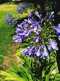 Close-up of purple flowers blooming in field