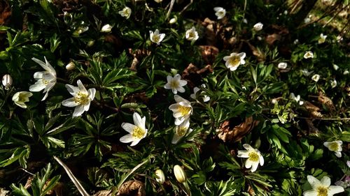 Close-up of flowers blooming outdoors