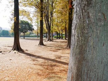 Trees in park during autumn