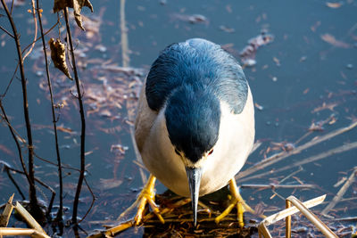 Close-up of duck swimming in lake