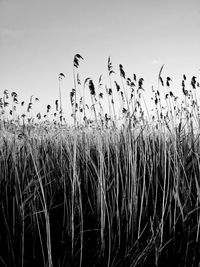 Close-up of stalks in field against clear sky