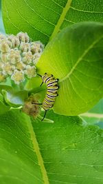 Close-up of insect on leaf