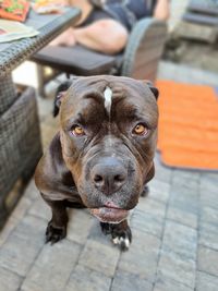 Portrait of dog sitting on footpath