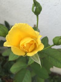 Close-up of orange rose