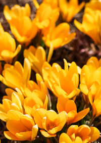 Full frame shot of yellow flowering plants