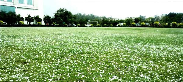 Scenic view of field