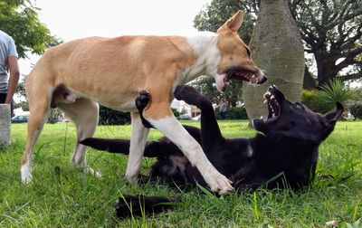 Dogs on field