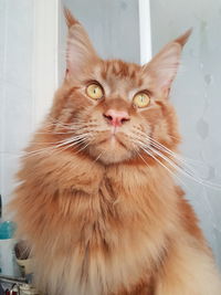 Close-up portrait of a cat at home