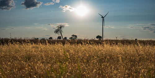Plants growing on field against sky during sunset