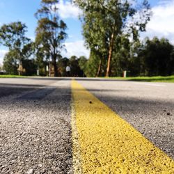 Surface level of road along trees