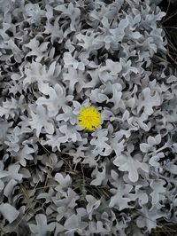 Close-up of flowers