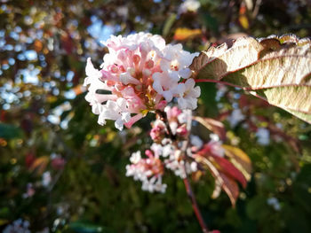 Close-up of pink cherry blossoms