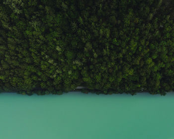 Directly above shot of trees by lake