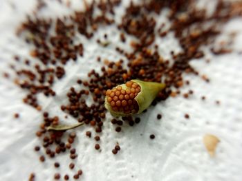 Close-up of petunia seeds on fabric