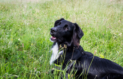 Black dog looking away