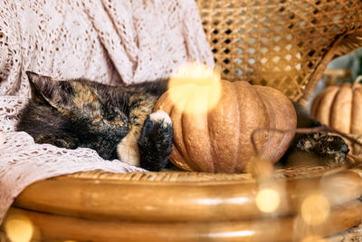 Tortoiseshell kitty sleeping hugging with pumpkin on wicker chair on woolen blanket.