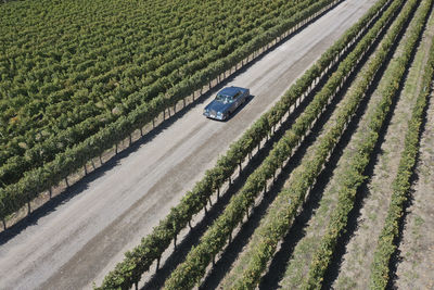 High angle view of agricultural field