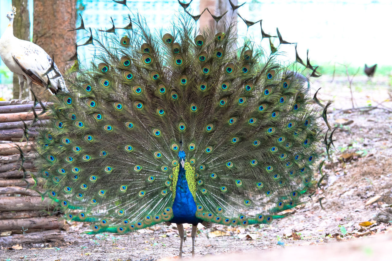 VIEW OF A PEACOCK