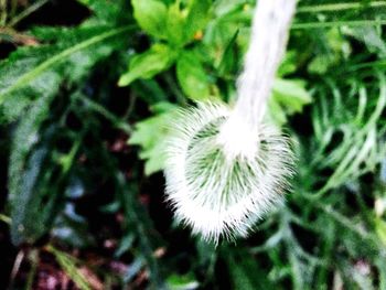 Close up of dandelion