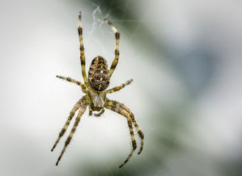 Close-up of spider on web