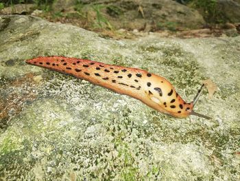 High angle view of butterfly on leaf