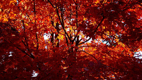 Low angle view of trees