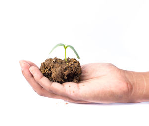 Cropped hand planting over white background