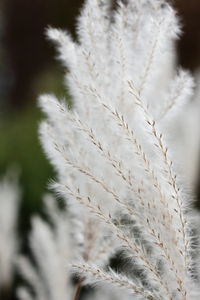 Close-up of grass against sky